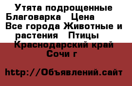 Утята подрощенные Благоварка › Цена ­ 100 - Все города Животные и растения » Птицы   . Краснодарский край,Сочи г.